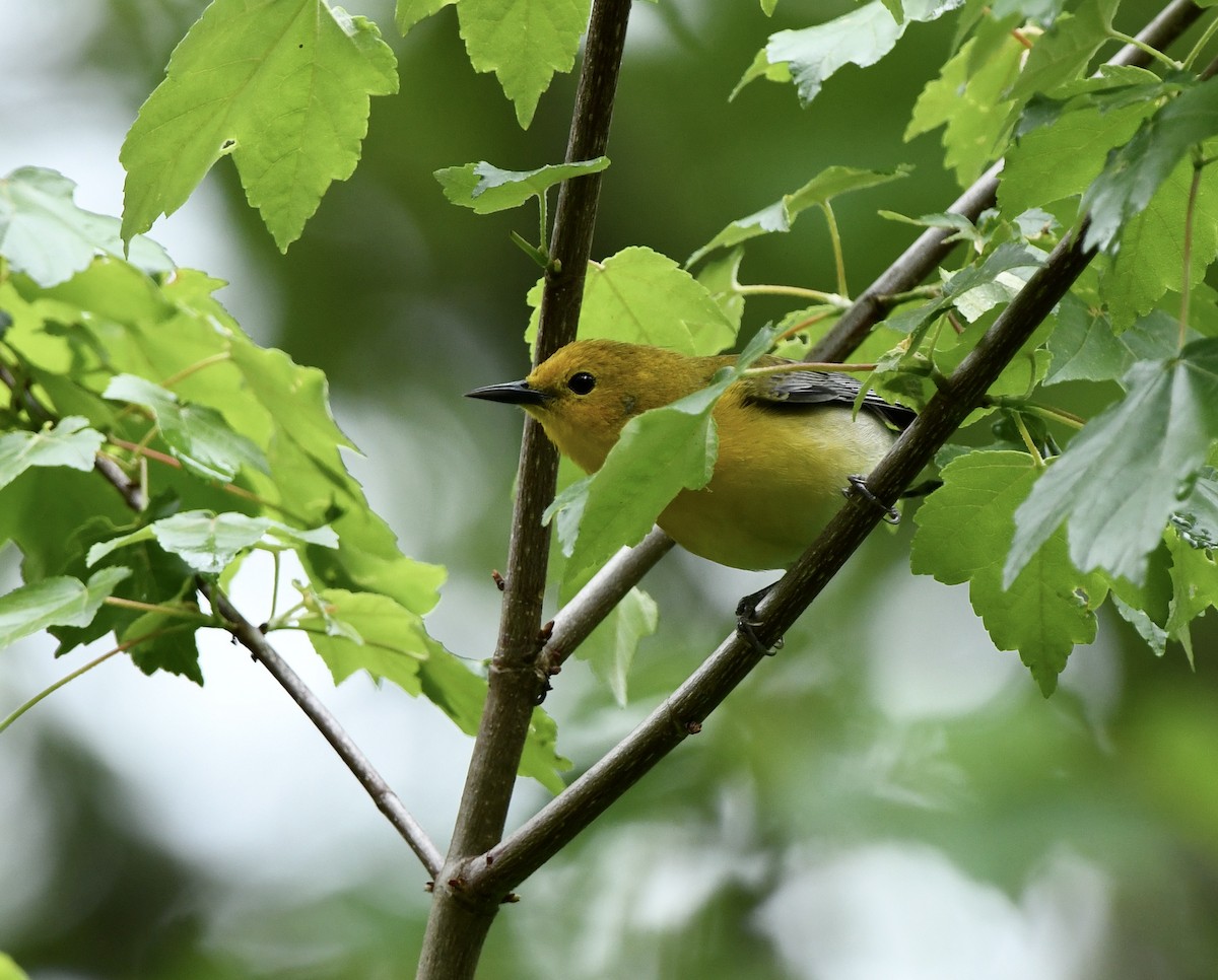 Prothonotary Warbler - ML617828090