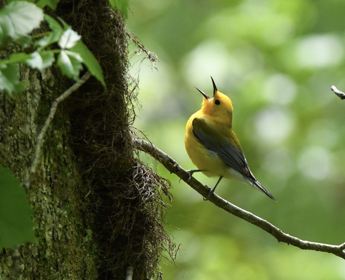 Prothonotary Warbler - ML617828104