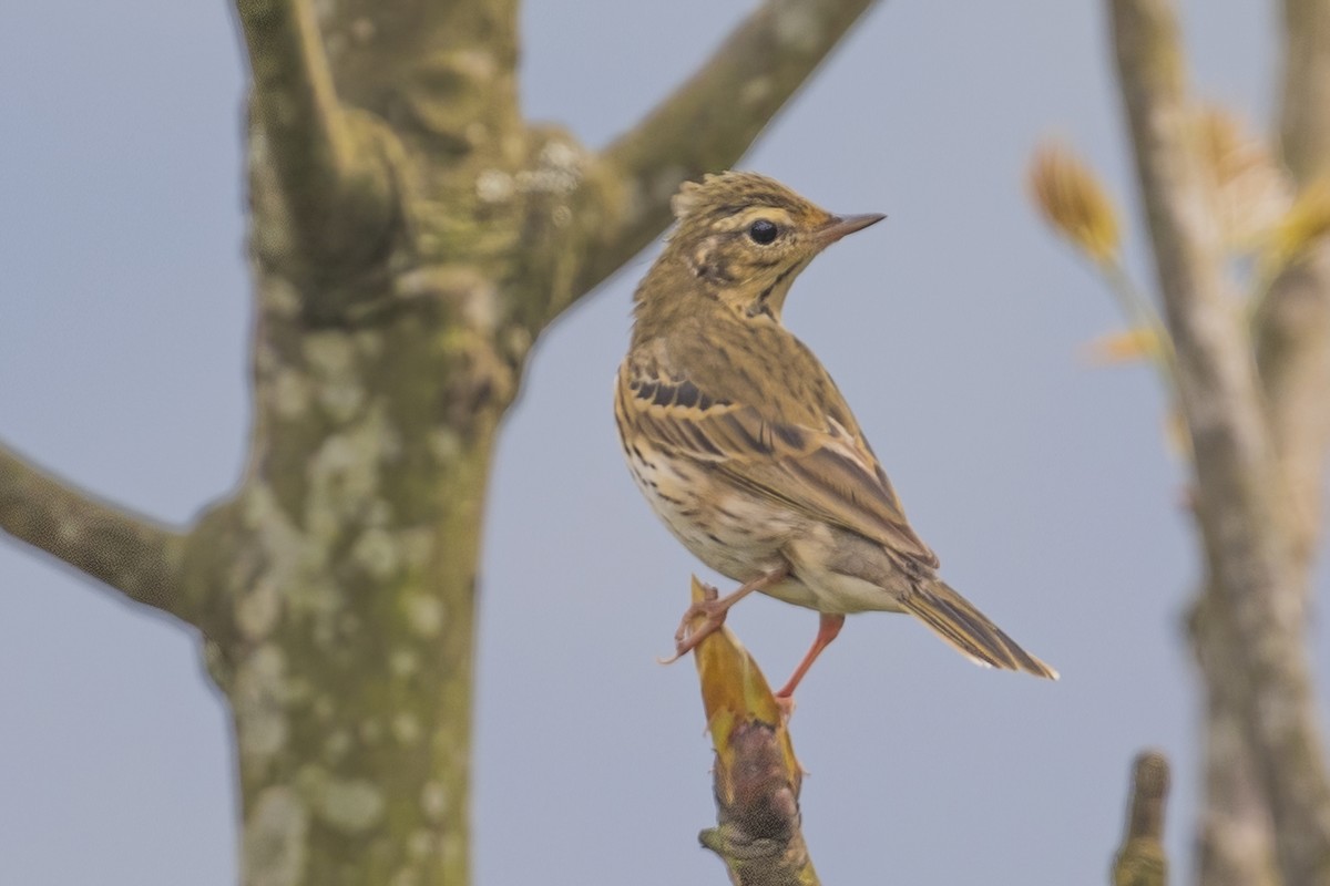 Olive-backed Pipit - ML617828230