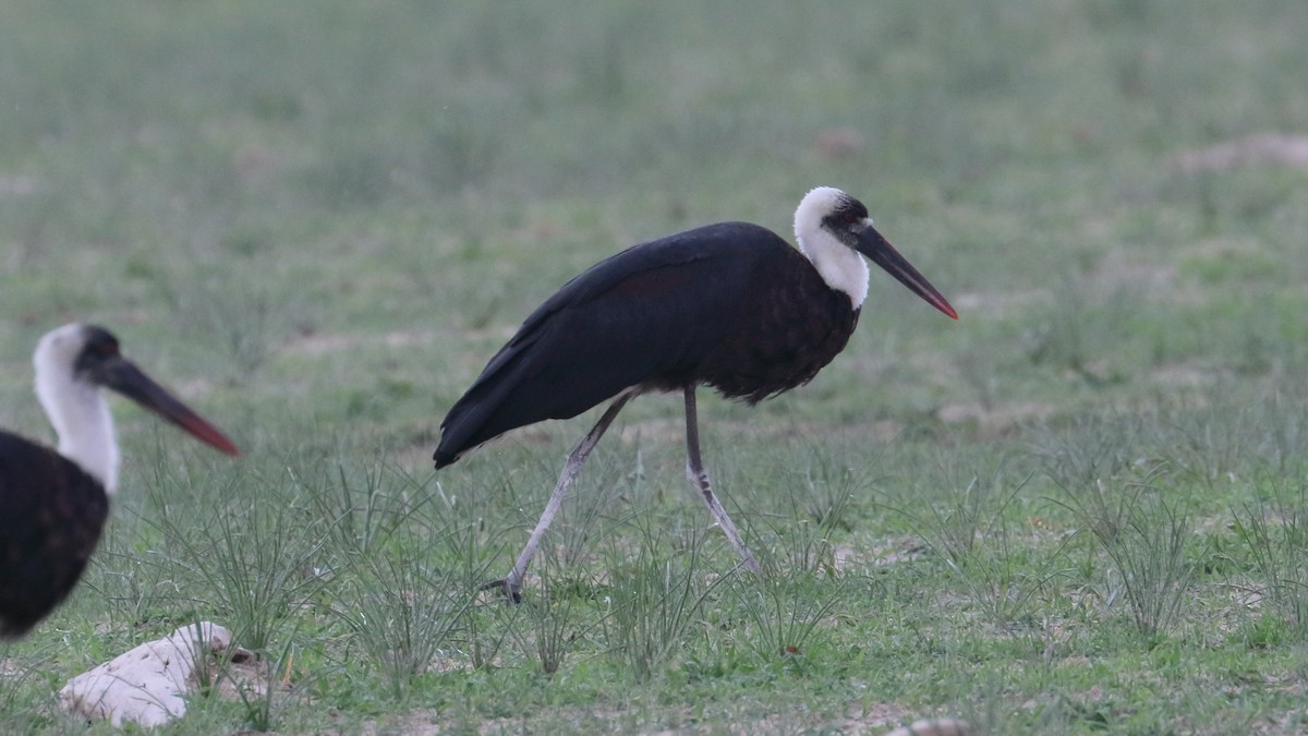 African Woolly-necked Stork - ML617828235