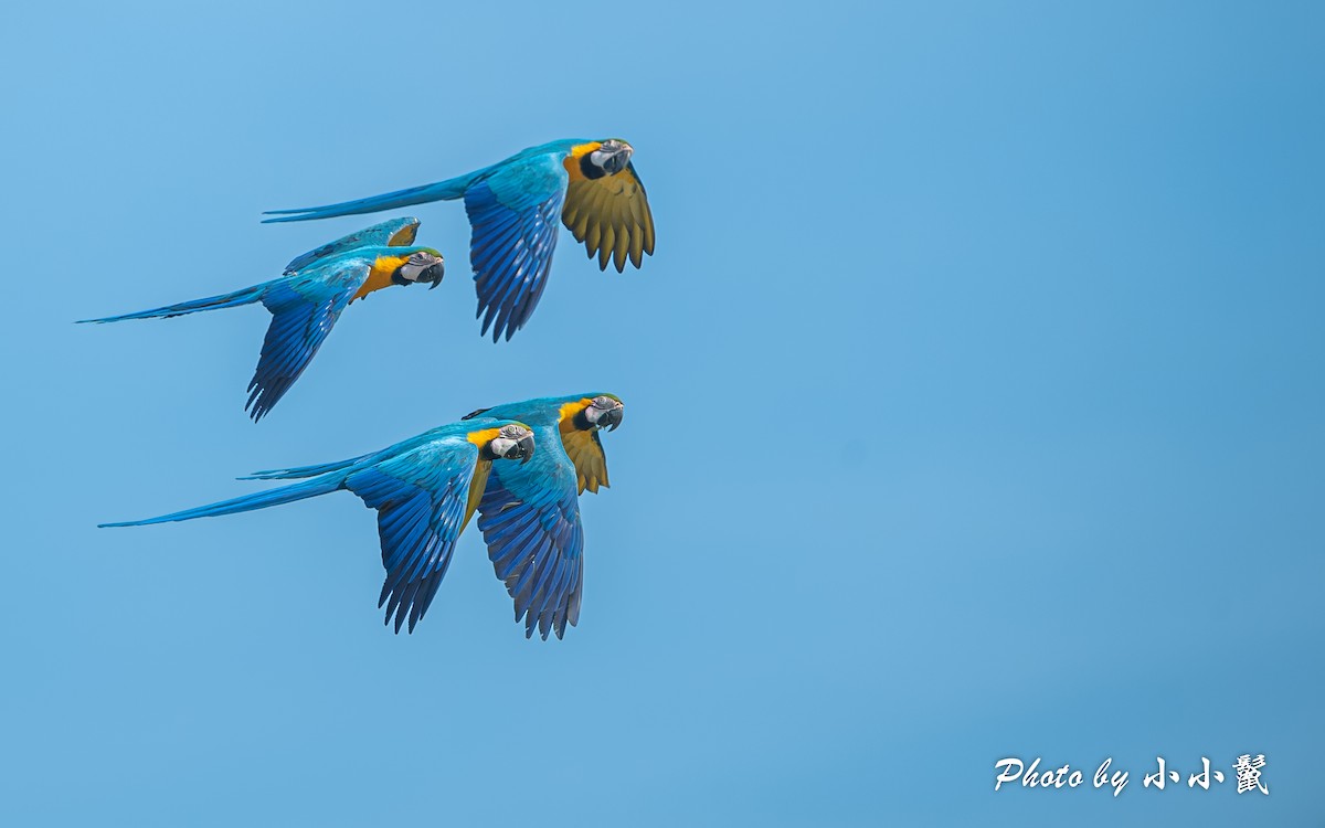 Blue-and-yellow Macaw - Hanyang Ye