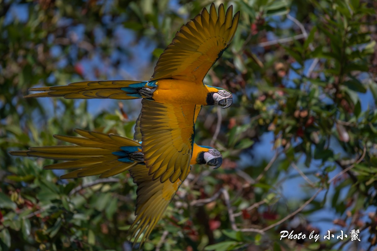 Blue-and-yellow Macaw - ML617828268