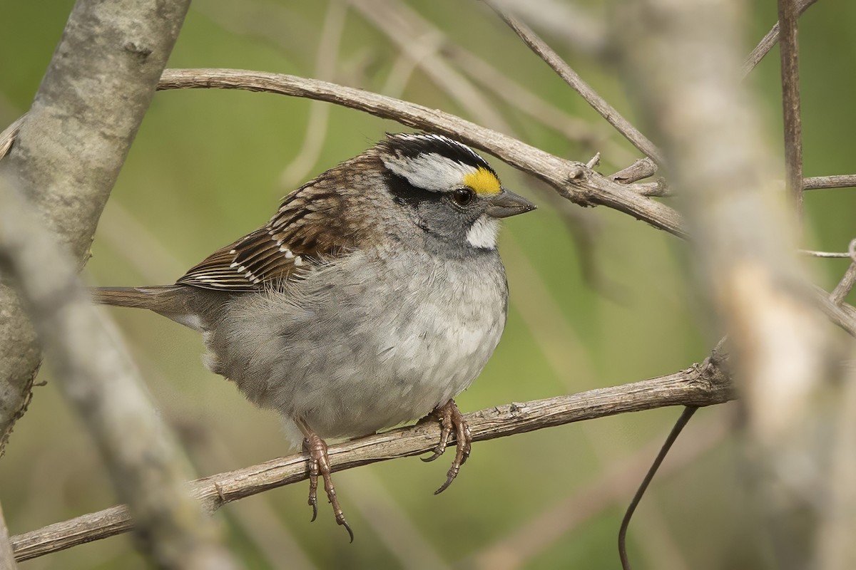 White-throated Sparrow - ML617828295