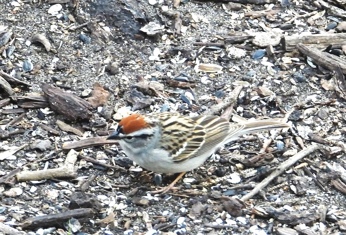 Chipping Sparrow - ML617828325