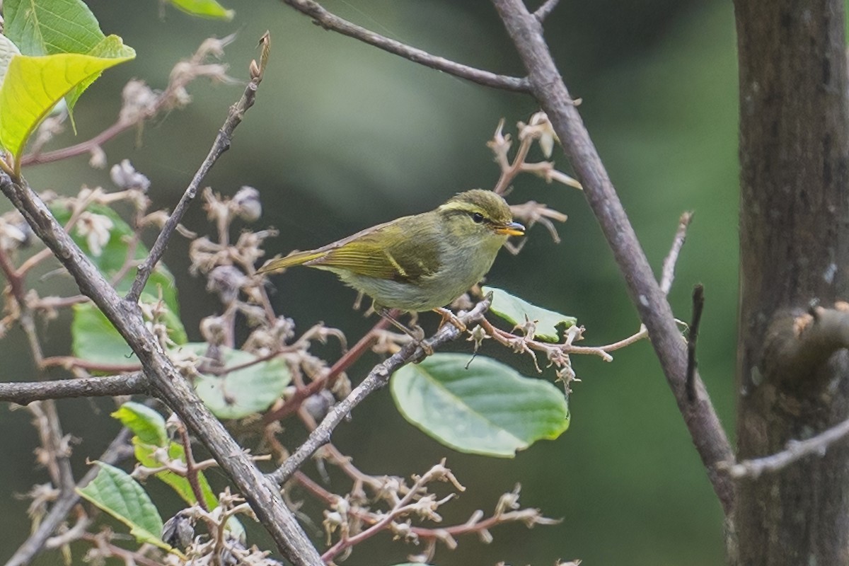 Hume's Warbler - ML617828326
