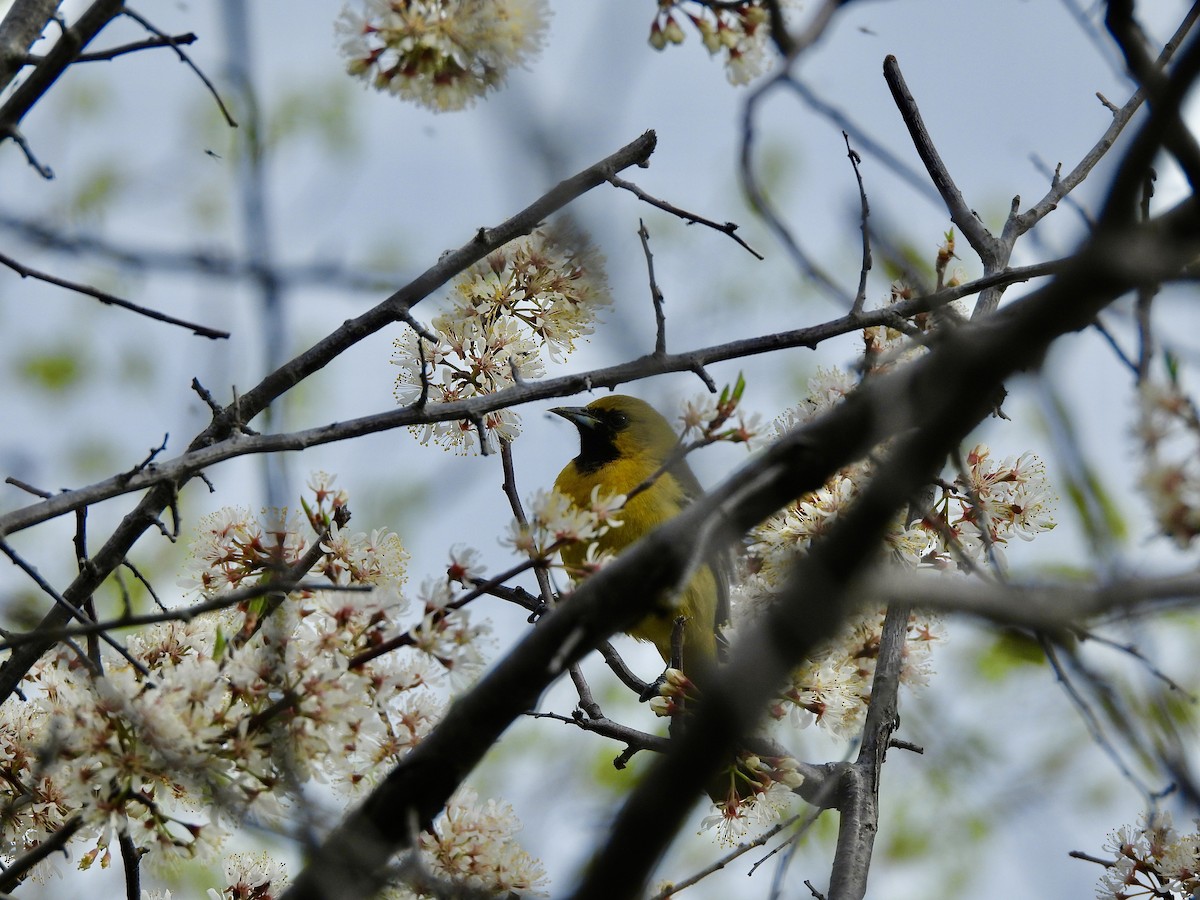 Orchard Oriole - ML617828335