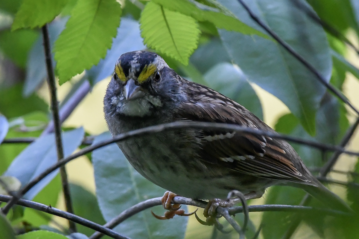 White-throated Sparrow - Erik Martin