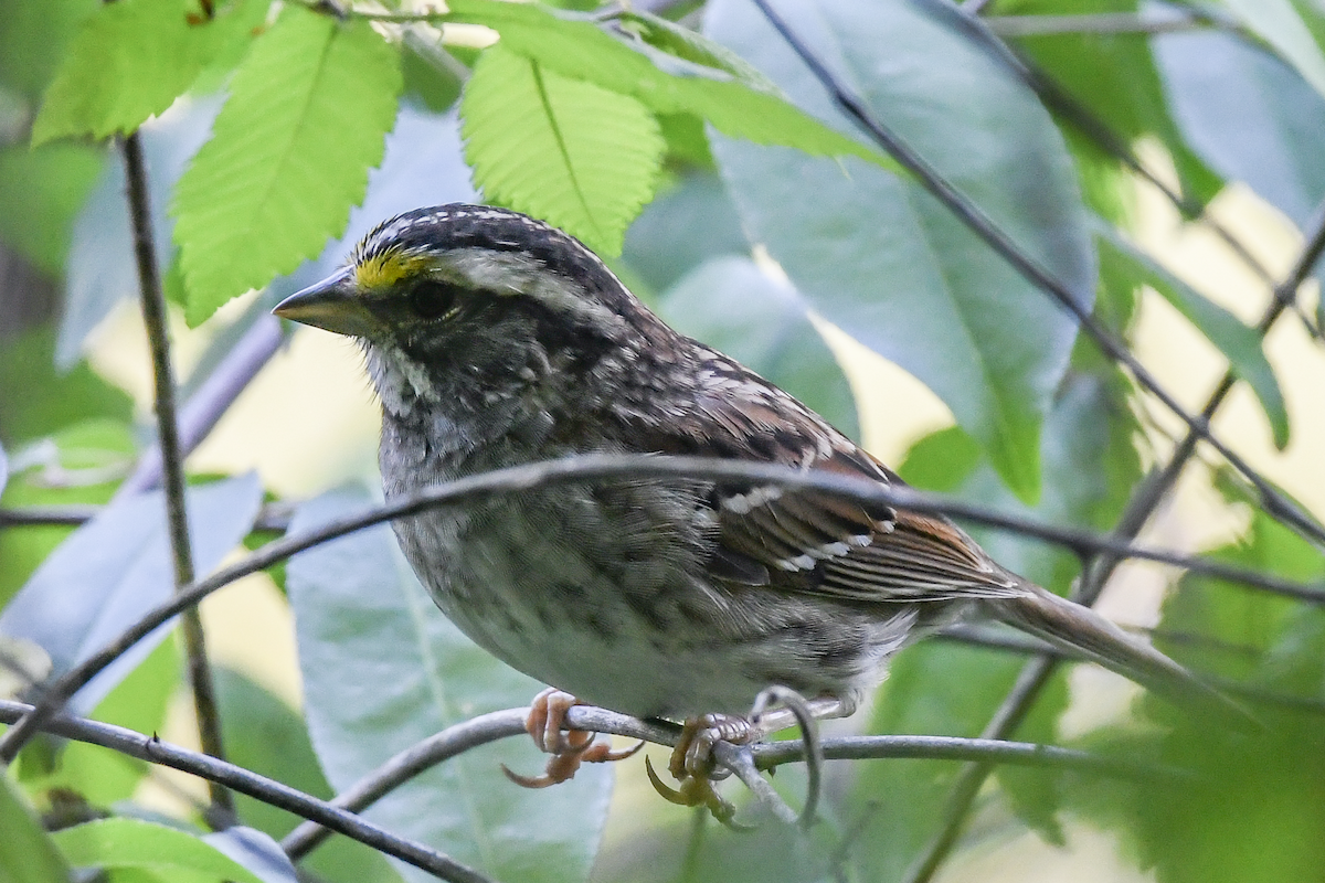 White-throated Sparrow - ML617828345