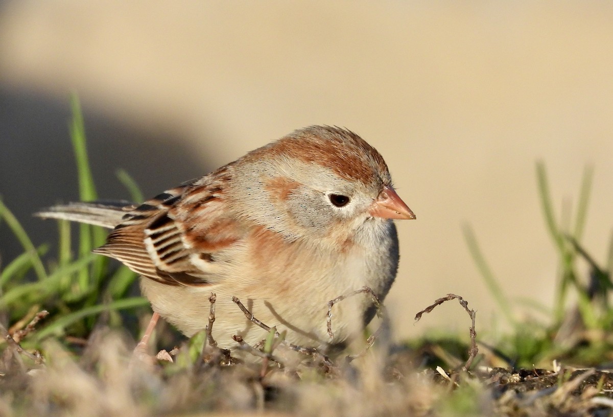 Field Sparrow - ML617828360