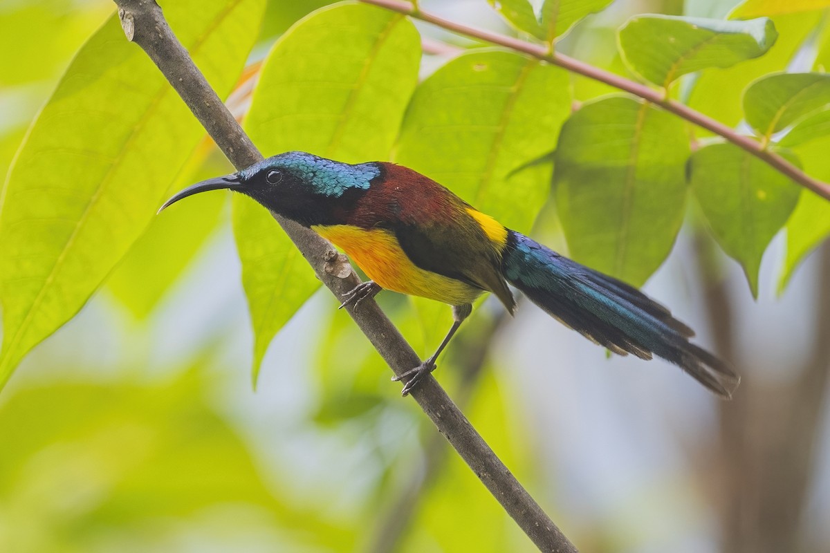Green-tailed Sunbird - Ngoc Sam Thuong Dang