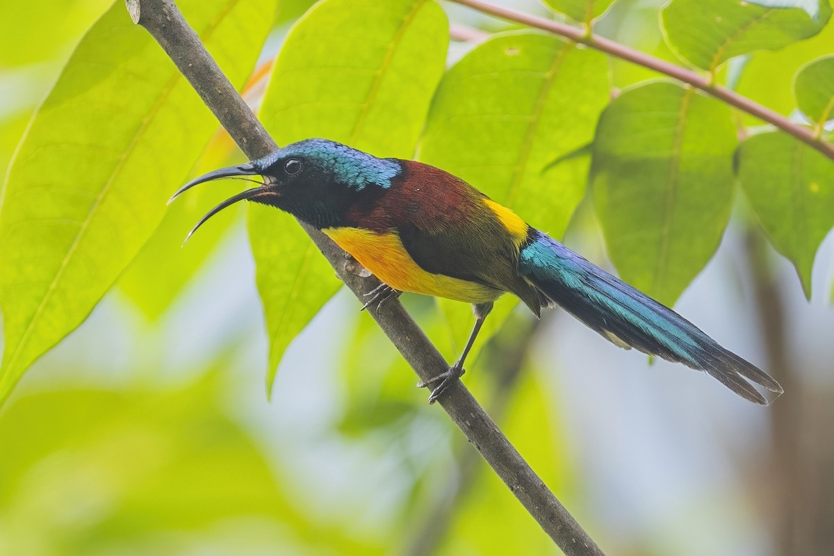 Green-tailed Sunbird - Ngoc Sam Thuong Dang