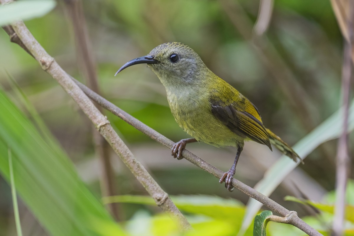 Green-tailed Sunbird - ML617828366