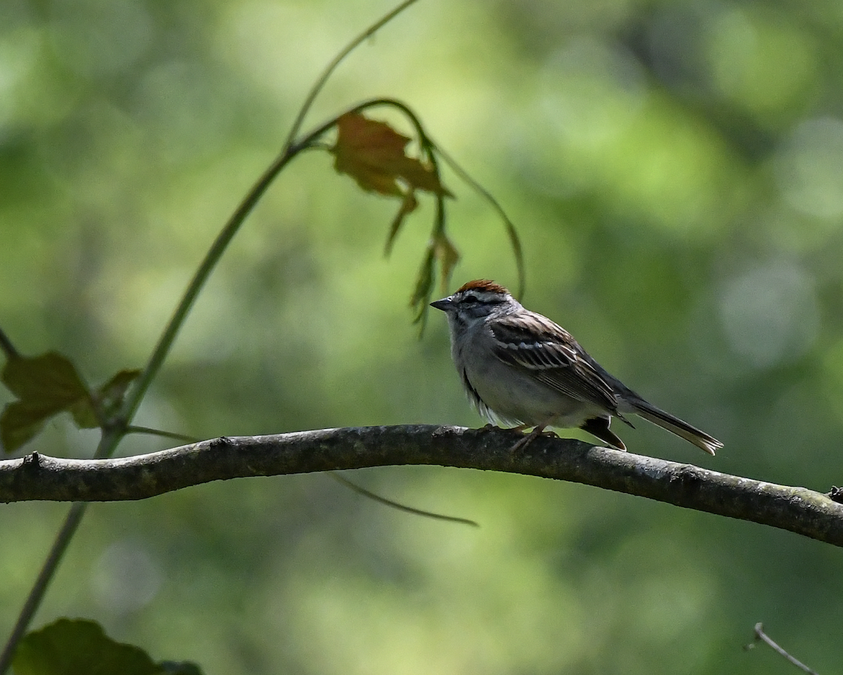 Chipping Sparrow - Erik Martin