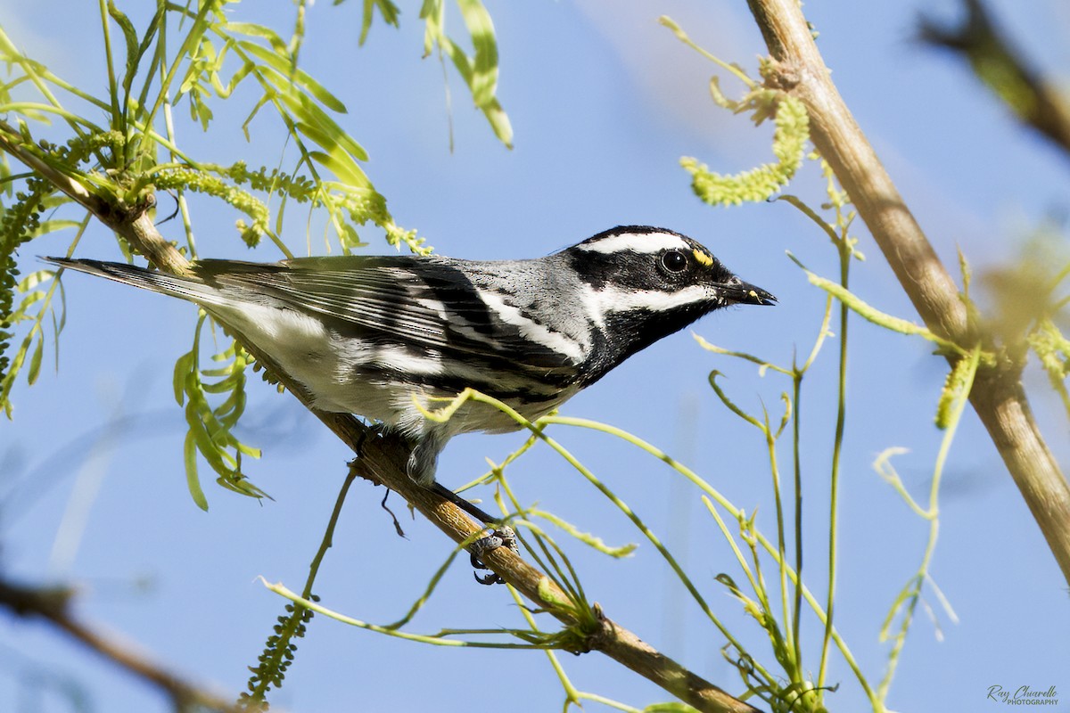 Black-throated Gray Warbler - Ray Chiarello