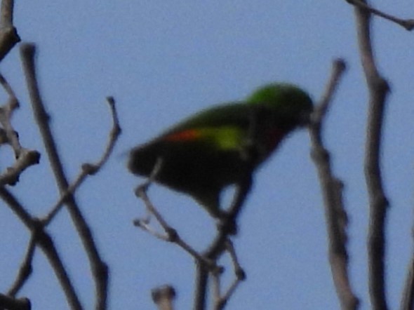 Blue-crowned Hanging-Parrot - ML617828395