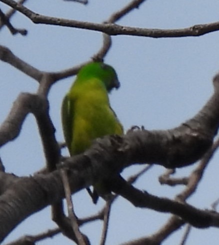 Blue-crowned Hanging-Parrot - ML617828396
