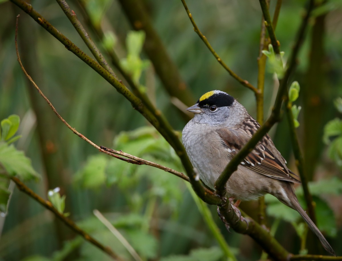 Golden-crowned Sparrow - ML617828410