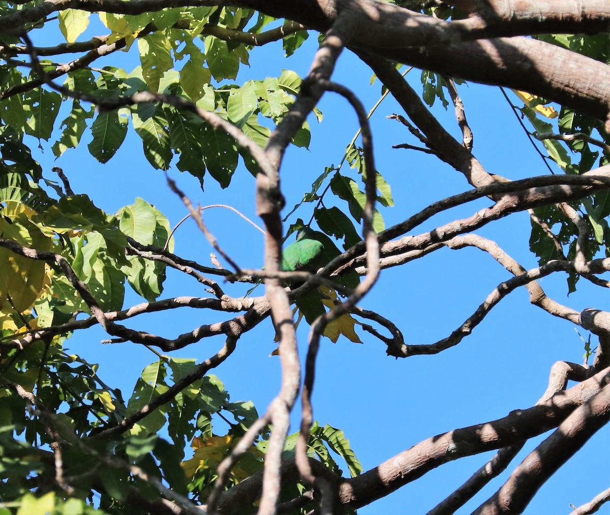 Флоресский зелёный голубь - ML617828426