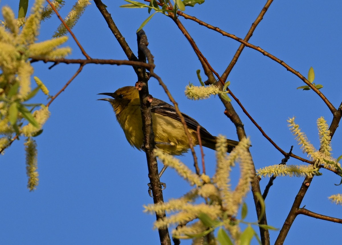 Orchard Oriole - ML617828441