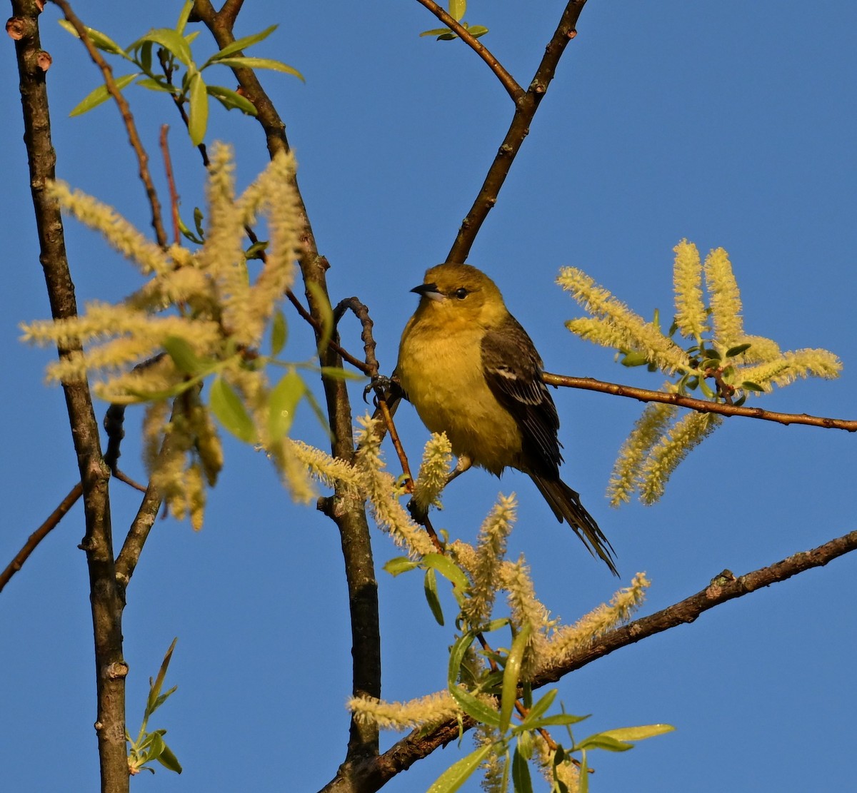 Orchard Oriole - ML617828442