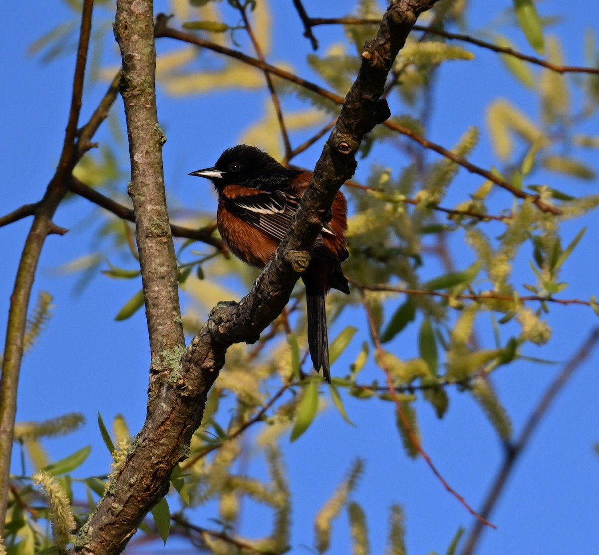 Orchard Oriole - ML617828443