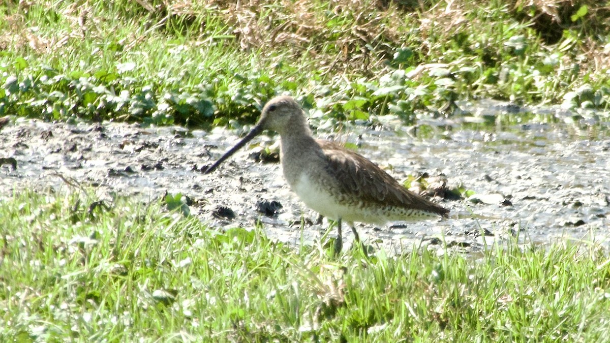 Long-billed Dowitcher - ML617828454