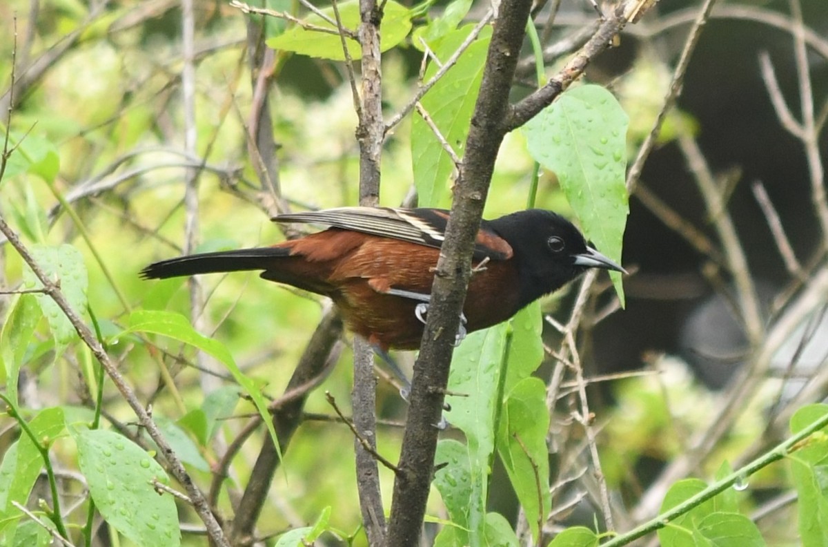 Orchard Oriole - ML617828555