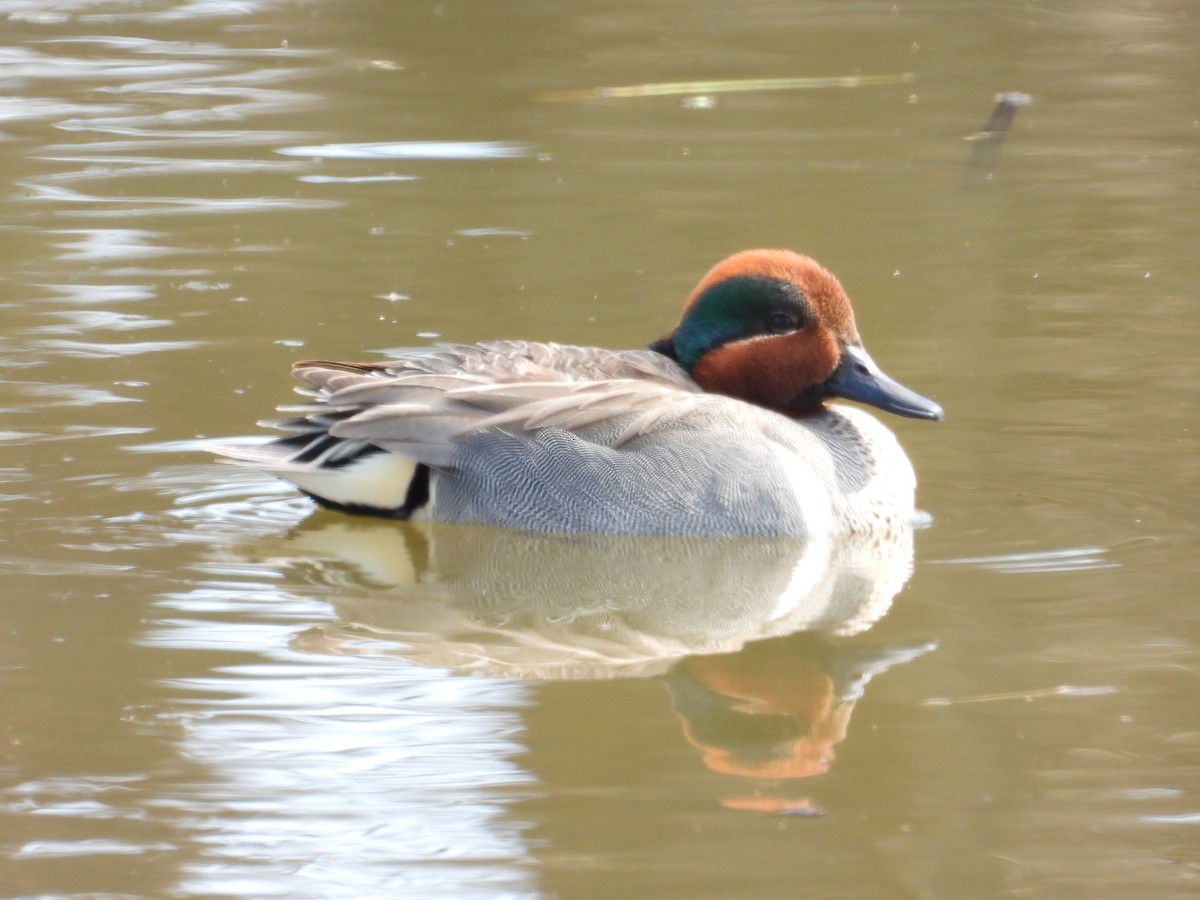 Green-winged Teal - ML617828580