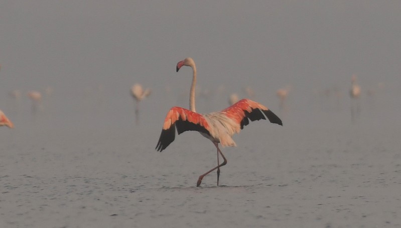 Greater Flamingo - ML617828581