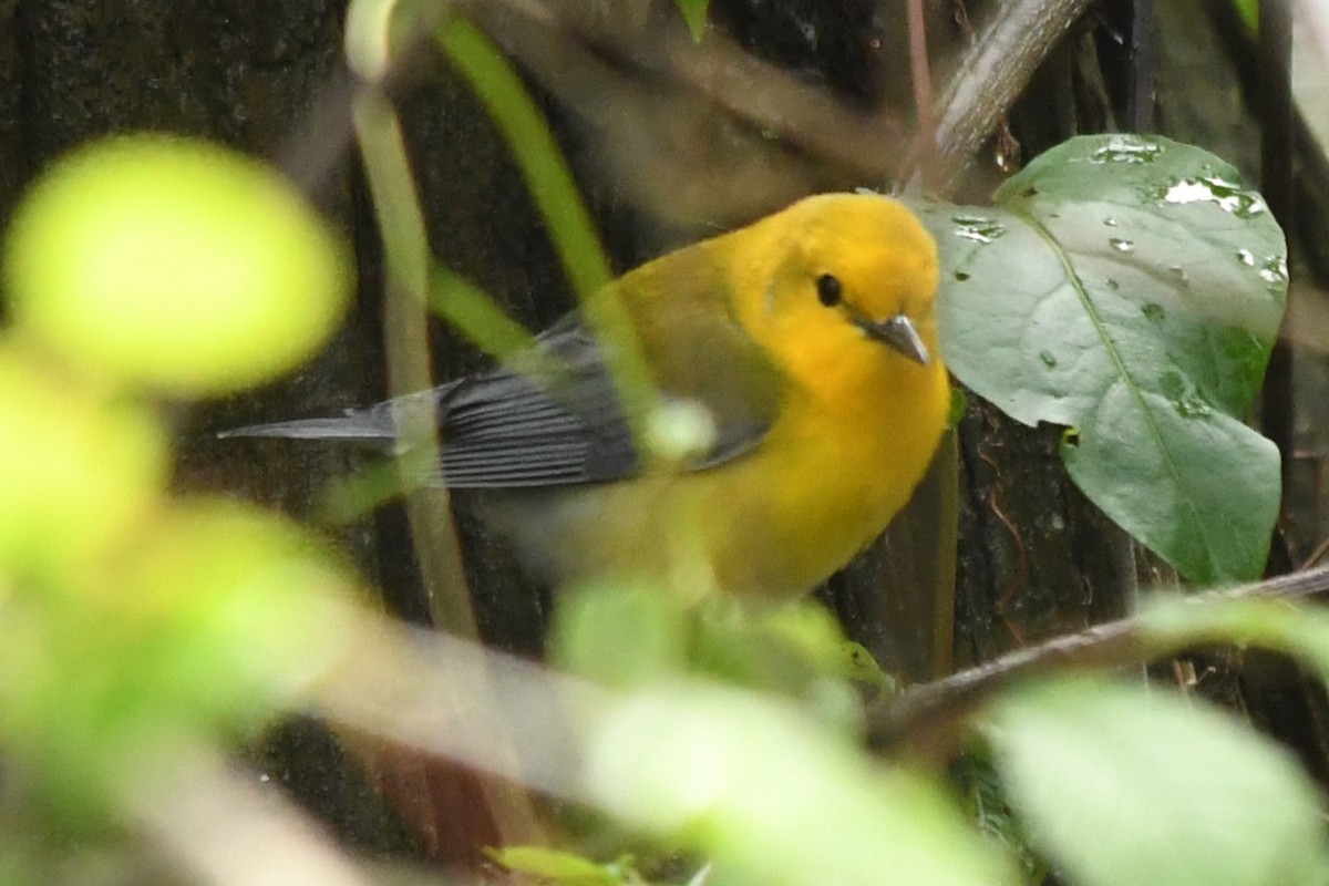 Prothonotary Warbler - ML617828596
