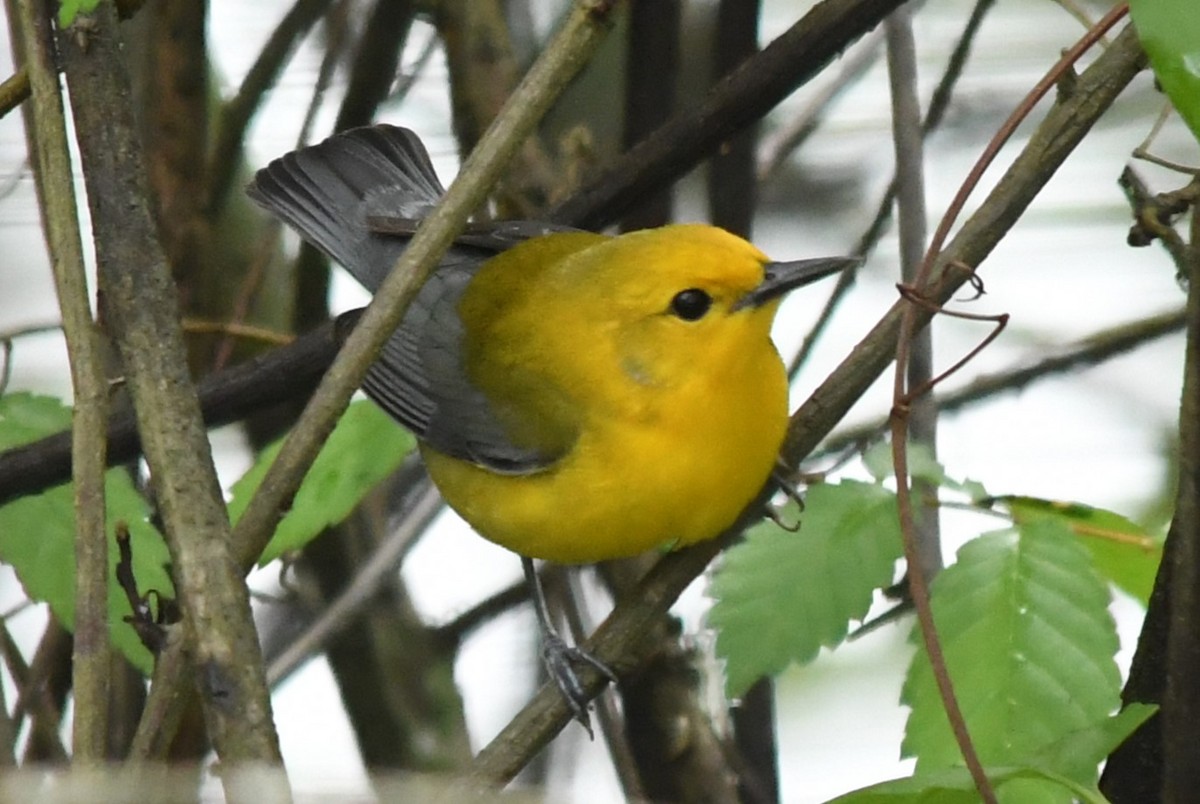 Prothonotary Warbler - ML617828598