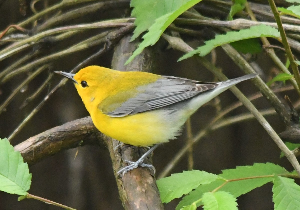 Prothonotary Warbler - ML617828606