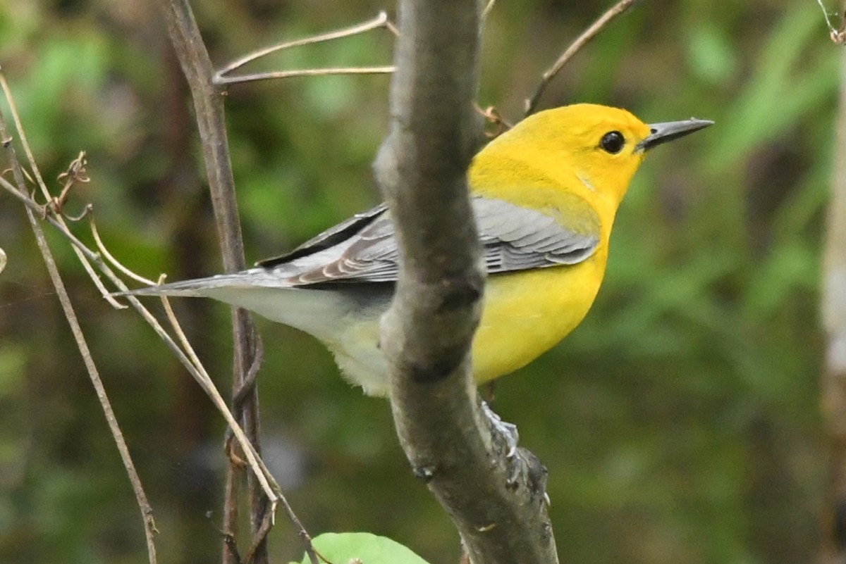 Prothonotary Warbler - ML617828609