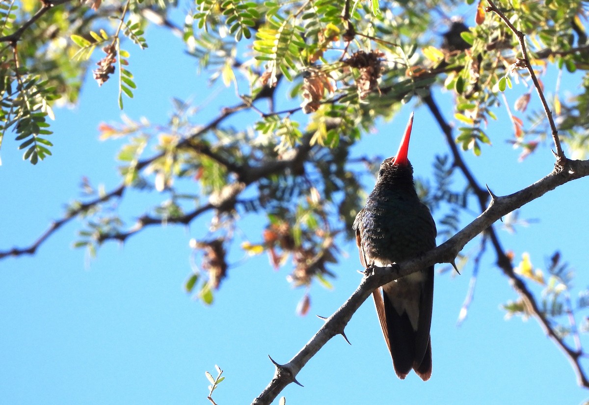 Broad-billed Hummingbird - Rafael Salcedo