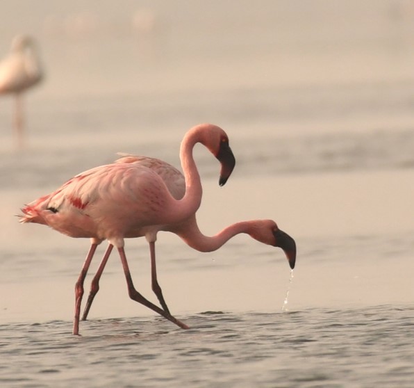 Lesser Flamingo - ML617828663