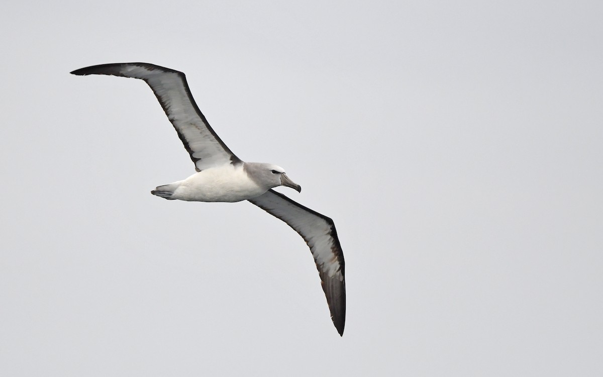 Salvin's Albatross - ML617828698