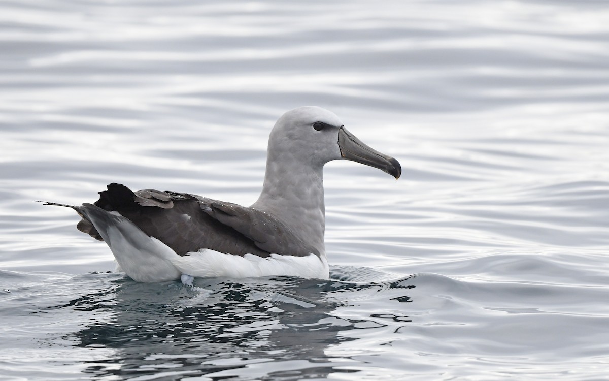 albatros snarský - ML617828700