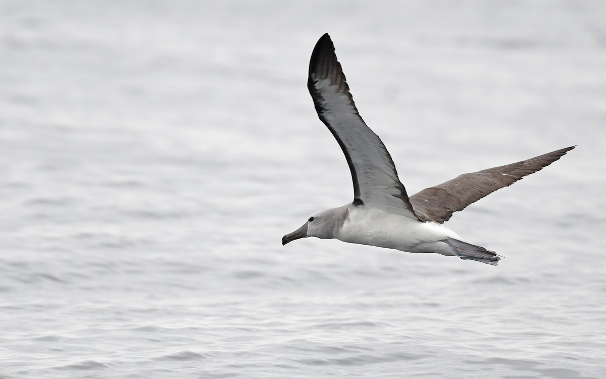 albatros snarský - ML617828701