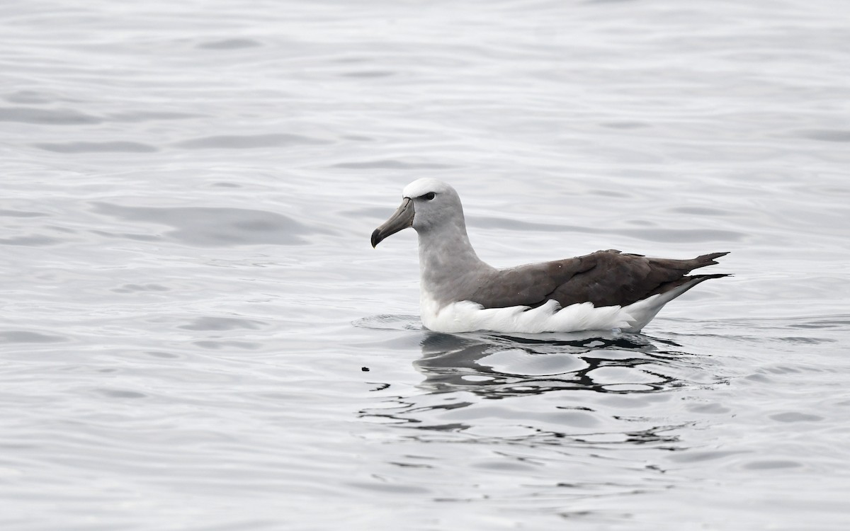 albatros snarský - ML617828702