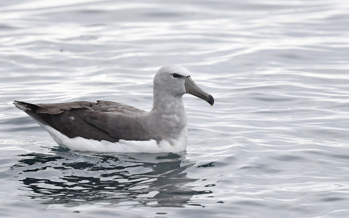 albatros snarský - ML617828703