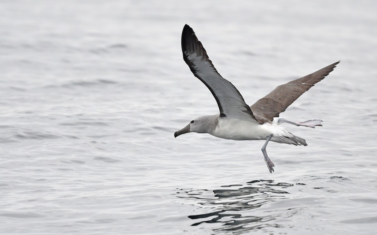 Albatros de Salvin - ML617828704