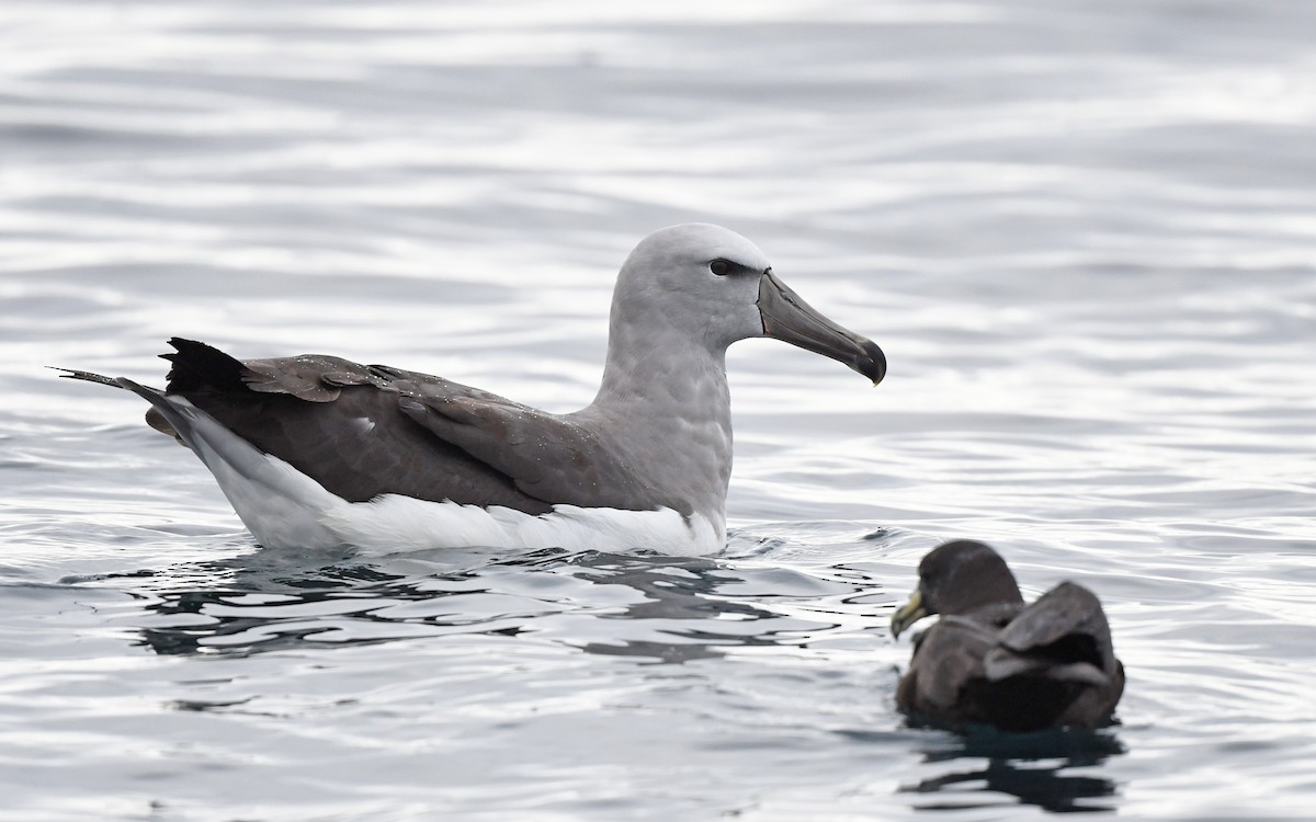 albatros snarský - ML617828705