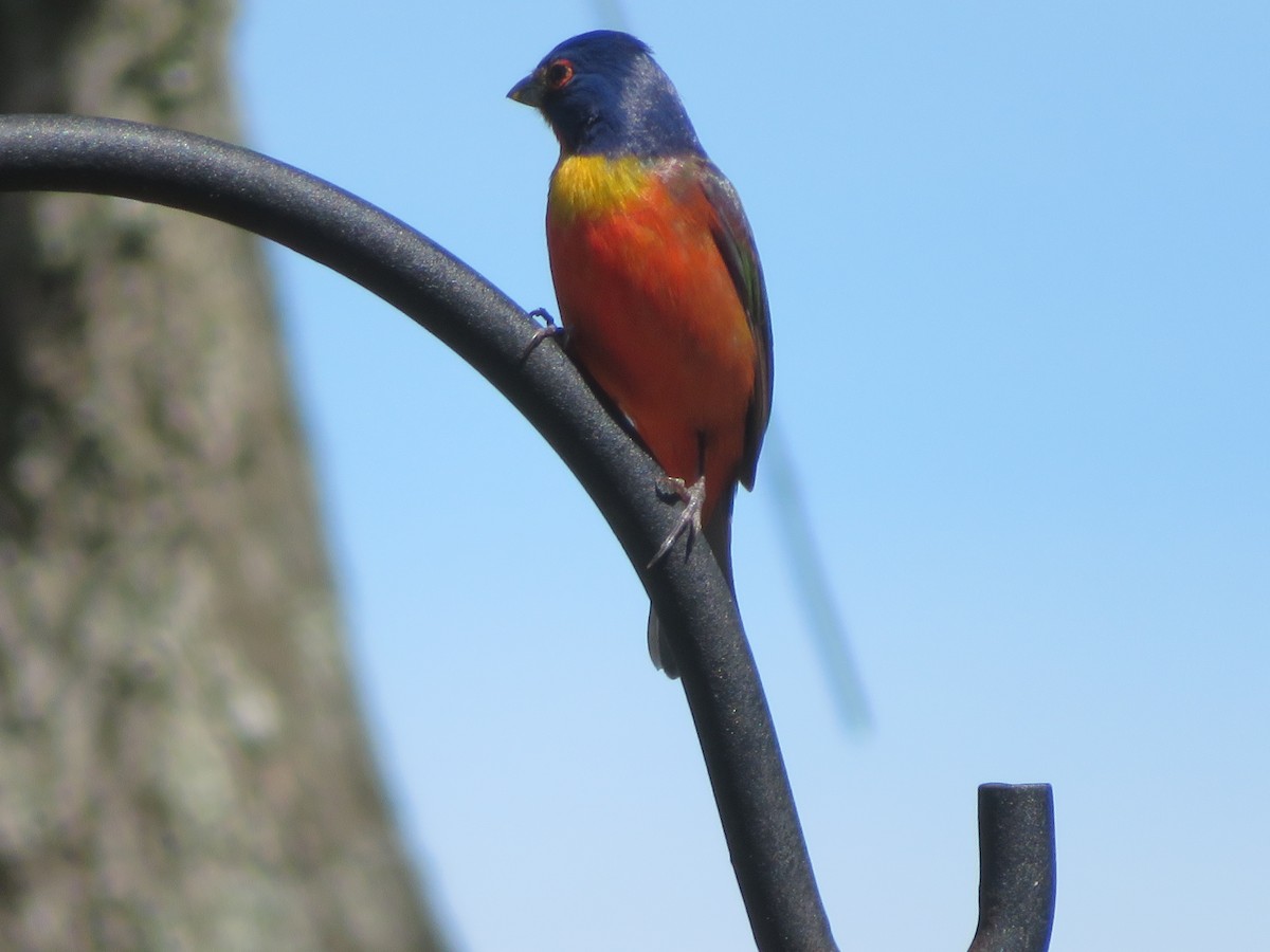 Painted Bunting - Ann Bailes
