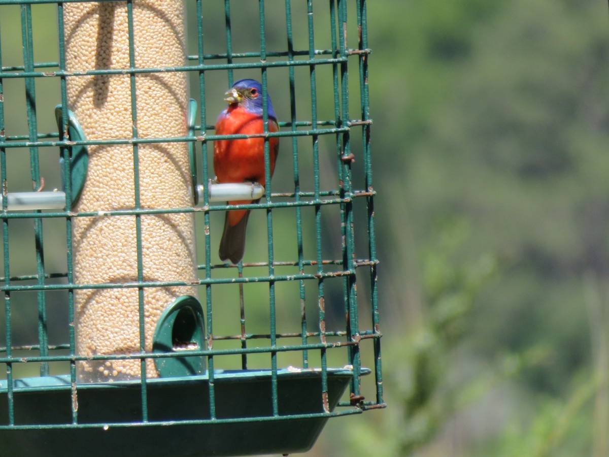 Painted Bunting - Ann Bailes