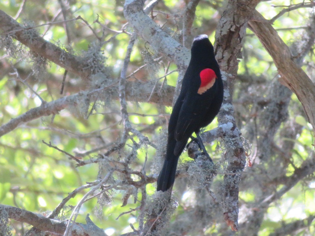 Red-winged Blackbird - Ann Bailes