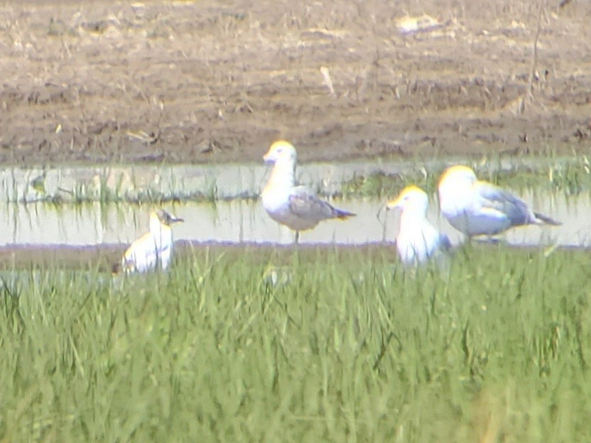 eBird Checklist 23 Apr 2024 Bolton Flats WMABolton 32 species