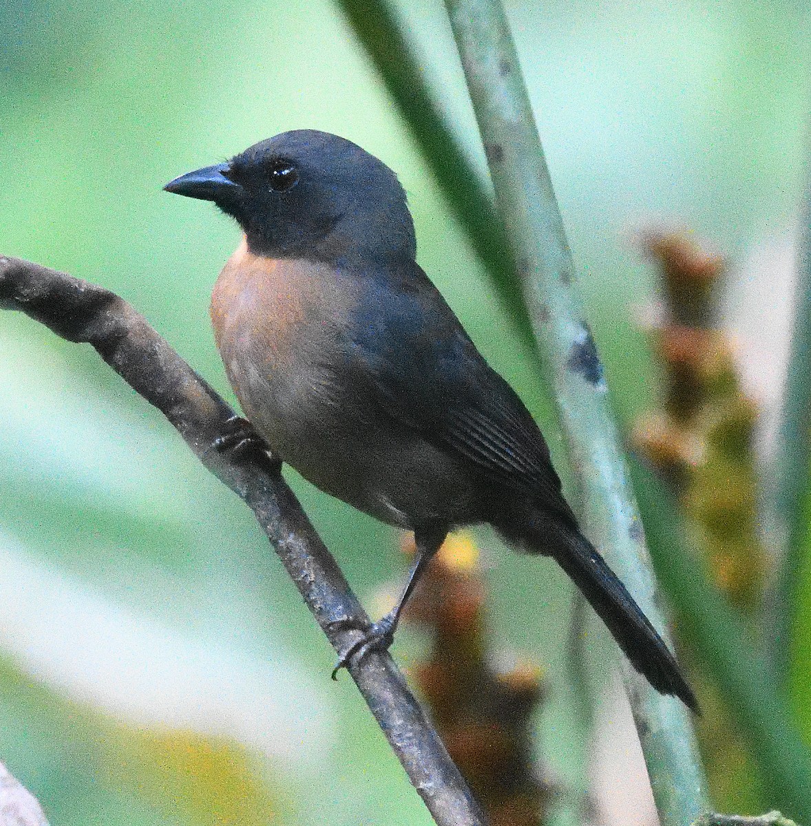 Black-cheeked Ant-Tanager - ML617828770