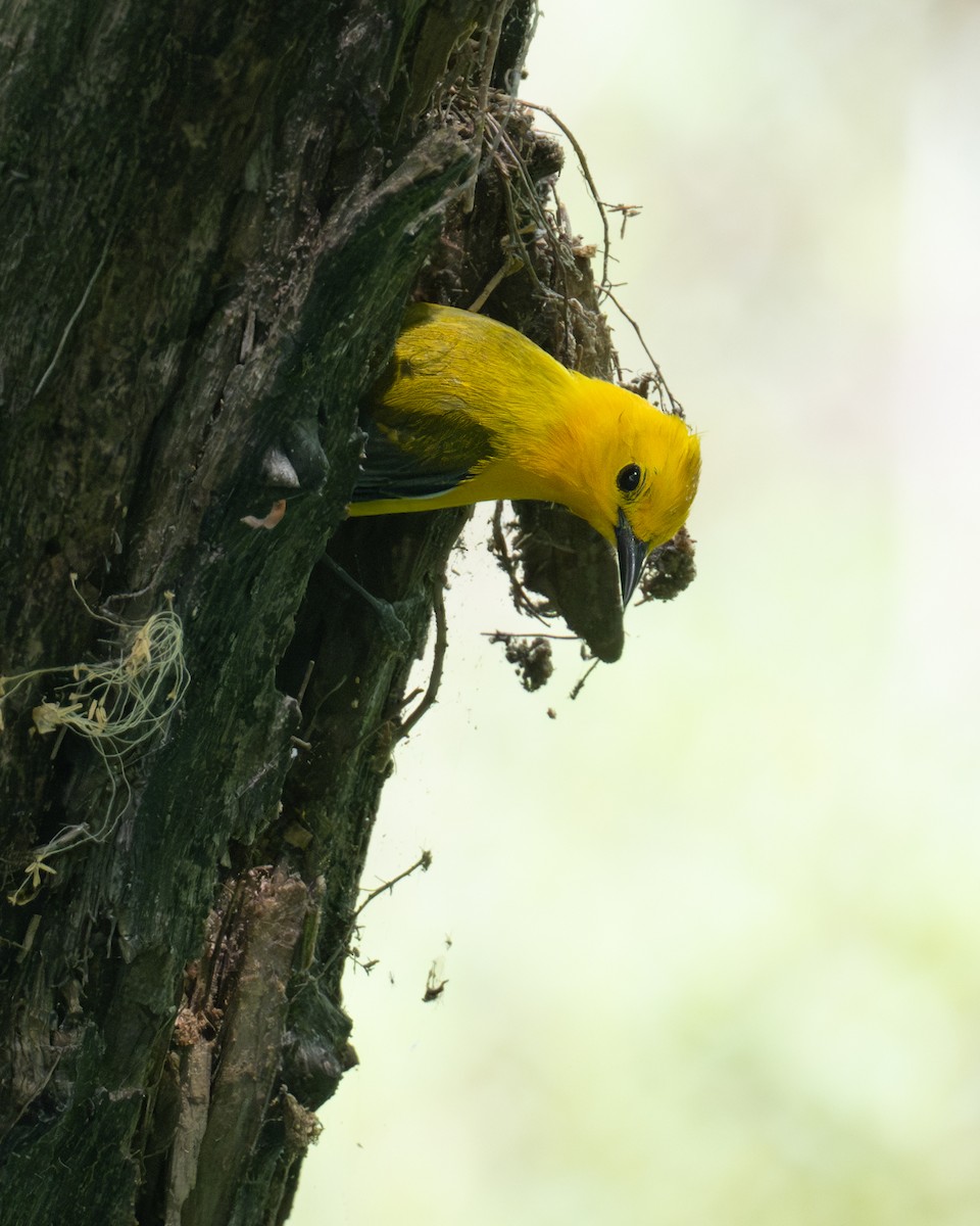 Prothonotary Warbler - ML617828849