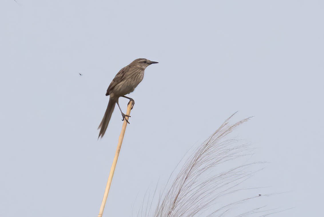 Striated Grassbird - Neeraja V