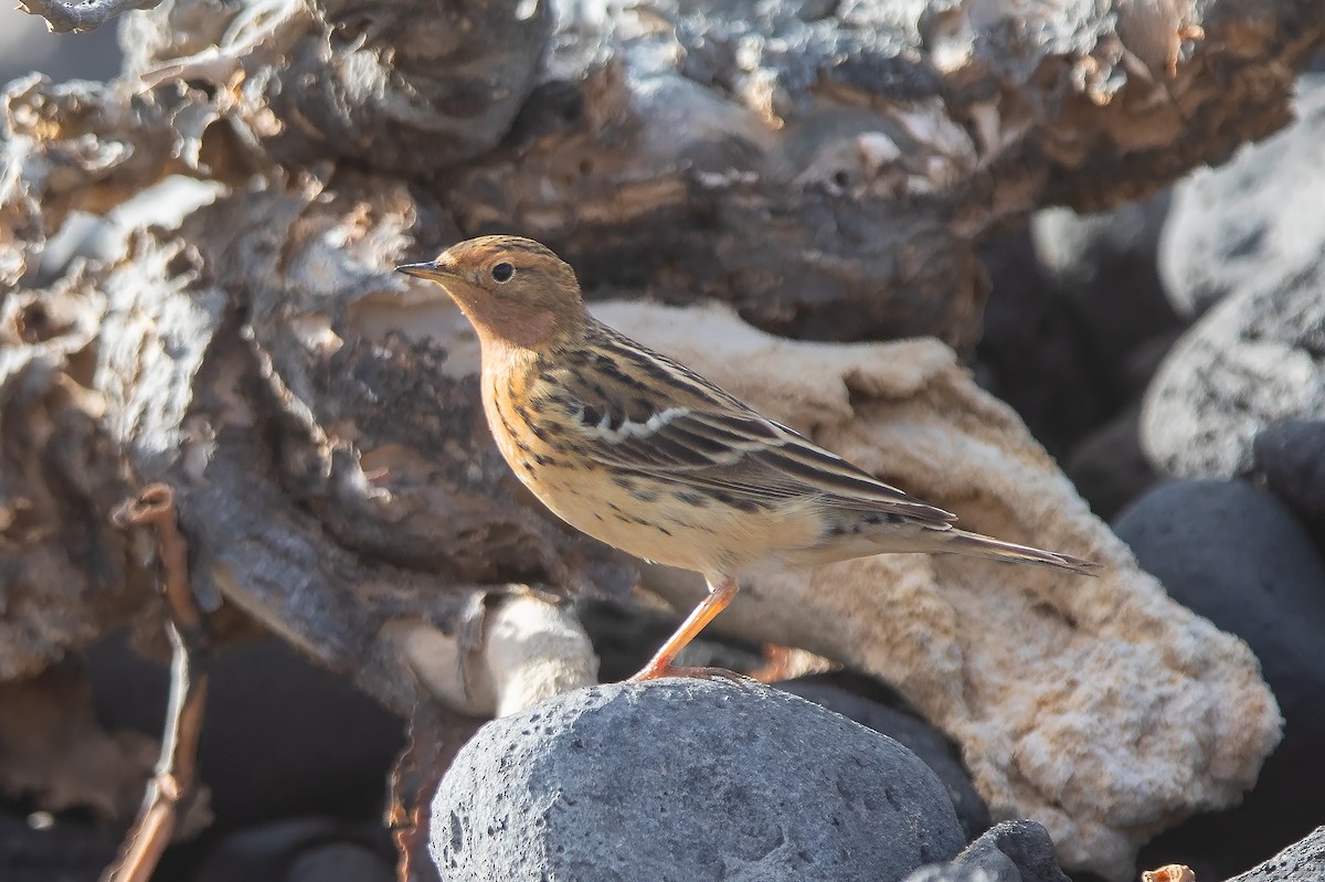 Red-throated Pipit - ML617829026